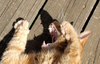 Screenshot from 2020-03-31 15-14-11.png